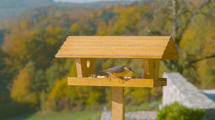 CLOSE UP, DOF: Bird explores birdfeeder set in the autumn colored countryside.