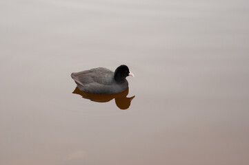 water birds 