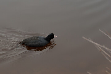 water birds 