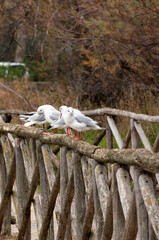 water birds 