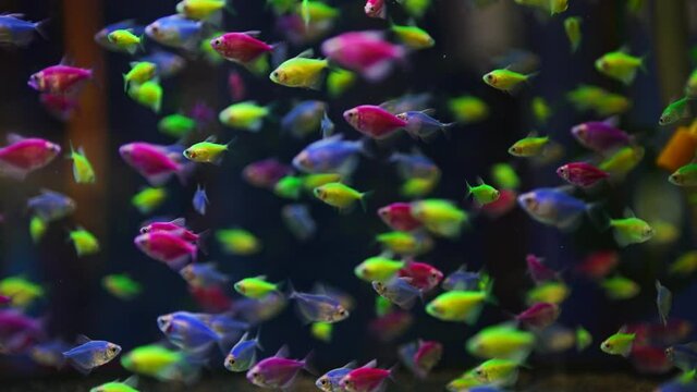 Aquarium with different colored glofish. Gymnocorymbus ternetzi.