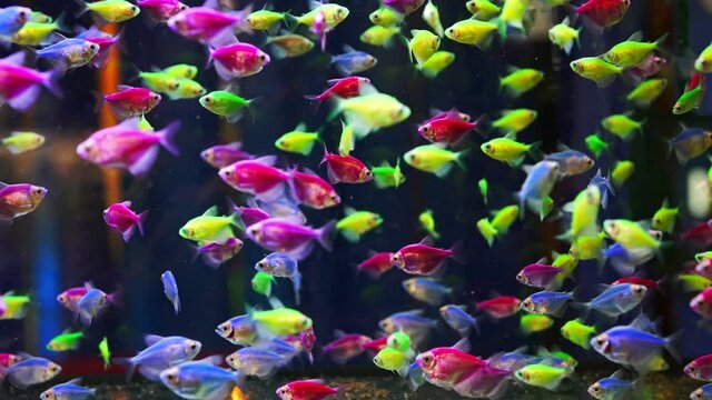 Aquarium with different colored glofish. Gymnocorymbus ternetzi.