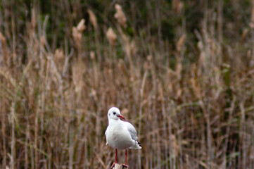 water birds 