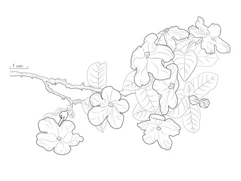 Brunfelsia uniflora called smelling manaca with new and old flowers on the same plant drawn with black lines and white background, typical of Brazil Atlantic Forest. Hand-drawn.