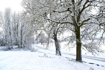 A snow covered country road winding through a forest of snow covered oak trees near Oakville Oregon