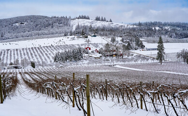 A high angle view of several snow covered vineyards in the Willamette valley, Oregon