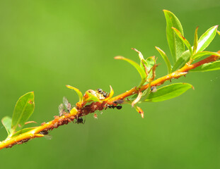 Ants on willow branch herding aphids summer time pest