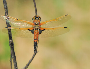 close up of red dragonfly on a branch