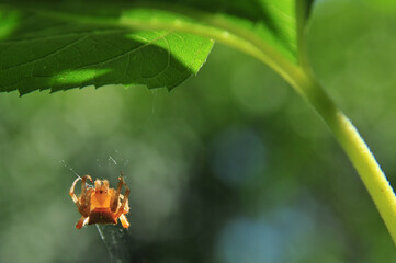Hanging from a web garden spider under sunflower leaf summertime gardening