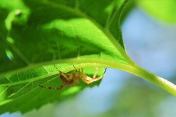 Underneath Sunflower leaf a garden spider cools off under the summer sun in backyard garden