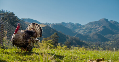 Pavo montaña por un campo en una granja.
