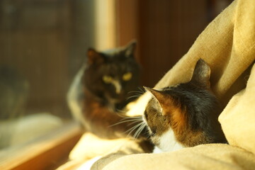 A black cat meets a tabby cat