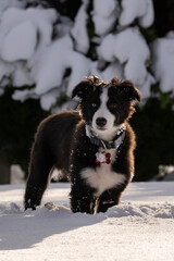 dog in snow