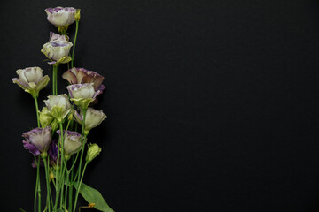 white flowers on black background. Lisianthus on a dark background. flowers for the funeral. Copy space. moke up. eustoma flower (lisianthus). Funeral symbols