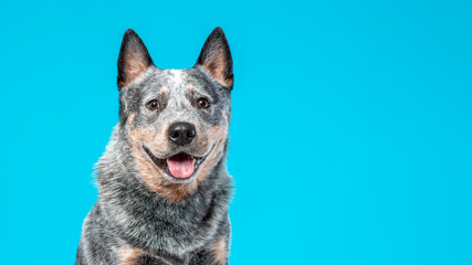 Close up portrait of happy smiling  face of blue heeler or australian cattle dog with tongue out...