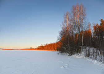winter landscape with trees