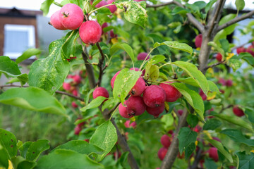 Pink Chinese apples, ranetka or paradise apples on the green branch Malus prunifolia, plumleaf crab apple, plum-leaved apple, pear-leaf crabapple or Chinese crabapple