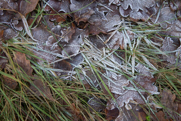 Leaves with frost. Beautiful leaves in frost. Beautiful leaves in the snow. Background, texture.