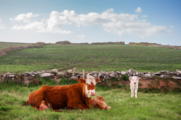 Big cute brown cow and two calf in a green field. Stone fences in the background. Blue cloudy sky. Farming industry.