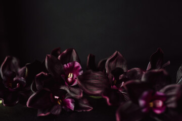 Deep Violet Orchids against Dark Background with Copy Space. Moody Valentine Florals. Purple Phalaenopsis Orchirds.
