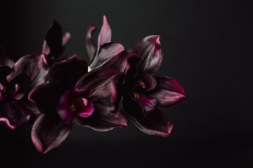 Deep Violet Orchids against Dark Background with Copy Space. Moody Valentine Florals. Purple...