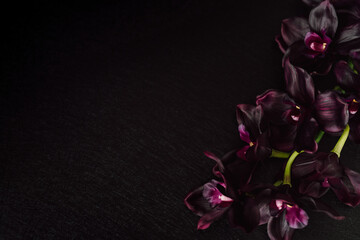 Deep Violet Orchids against Dark Background with Copy Space. Moody Valentine Florals. Purple...