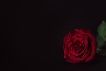 Single Deep Red Rose against Black Background with Copy Space. Moody Floral Flat Lay. Dramatic Red Rose.