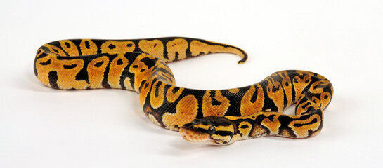 Königspython // Ball python (Python regius) - Pastel colour morph