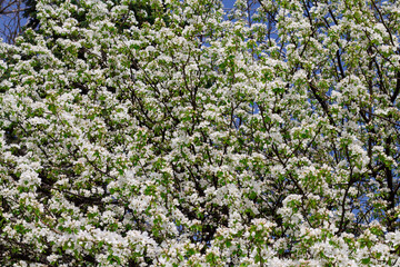 Blooming tree. Spring. apple blossom. branches with white flowers. beautiful natural background.
