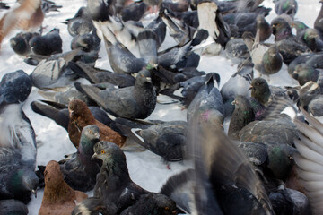 many doves. birds living on the street in the city. hungry pigeons.