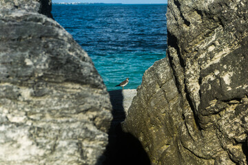 Pájaro entre rocas