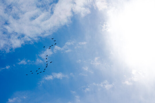 blue sky with cirrus clouds. a flock of birds flies in the sky. migration of wild birds.