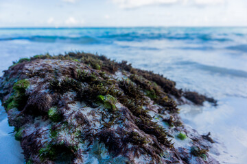 Piedra con algas
