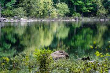 reflections on the pond