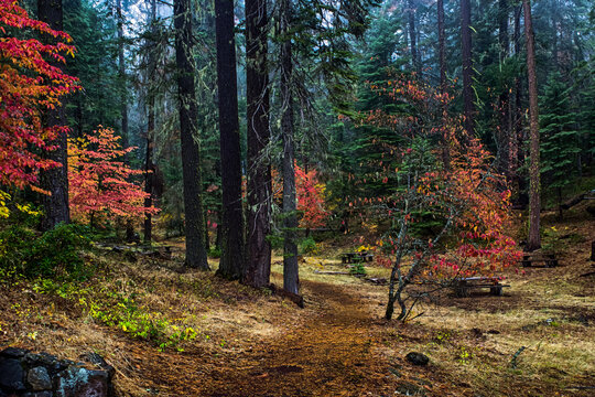 Autumn colors in forest. Applegate historic trail, Oregon