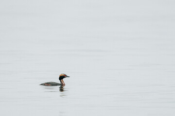 Profile view of a horned grebe in breeding plumage