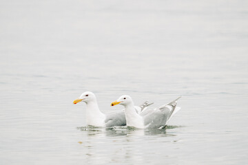 Closeup view of two sea gulls swimming together