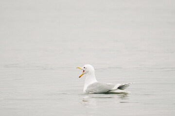 Side view of a sea gull with its mouth open