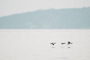 Wide view of three common goldeneye ducks flying together