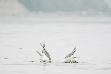View from behind of two sea gulls with their heads under water