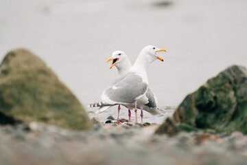 Side view of two sea gulls squawking together on the beach