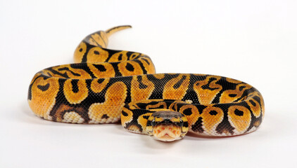 Obraz premium Ball python // Königspython (Python regius) - Pastel colour morph