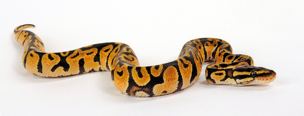 Ball python // Königspython (Python regius) - Pastel colour morph