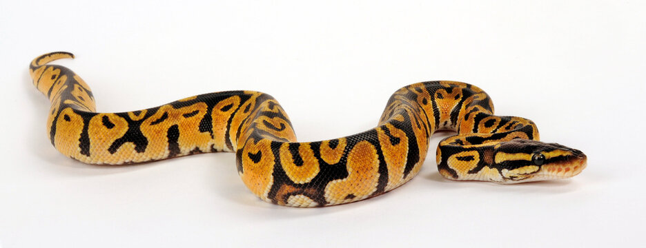 Ball python // K&ouml;nigspython (Python regius) - Pastel colour morph