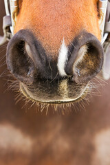 Horse Nostrils