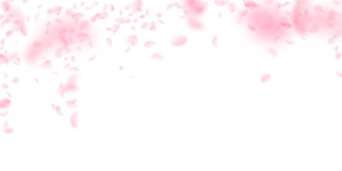 Obraz na płótnie Canvas Sakura petals falling down. Romantic pink flowers falling rain. Flying petals on white wide background. Love, romance concept. Optimal wedding invitation.