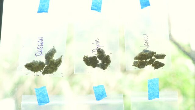 Cannabis Leaf. Cannabis plant ready to smoke. Beautiful cogollo