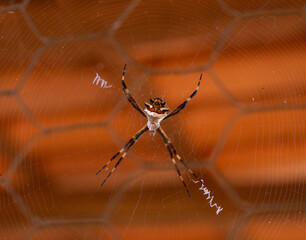 aranha pendurada na teia em alta resolução