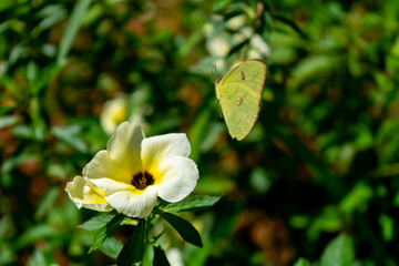 Borboleta pousando na flor no jardim