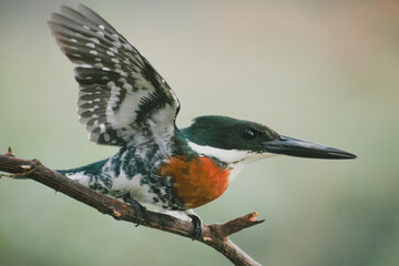 Green Kingfisher